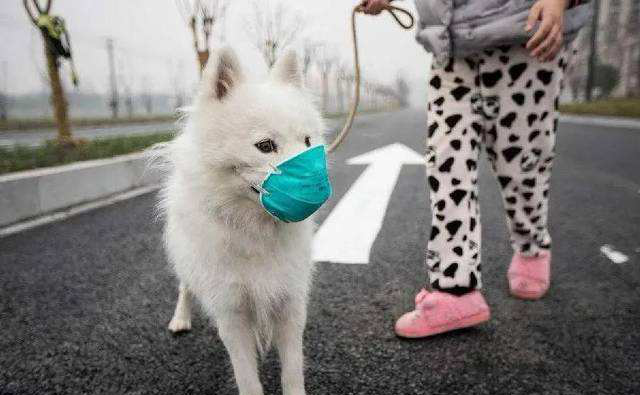 Чи поширюється SASR-Cov-2 на домашніх тварин?